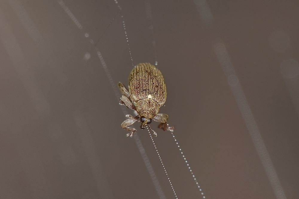 Orchestes testaceus, Curculionidae